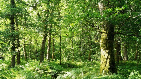 Forêt de Ruillé