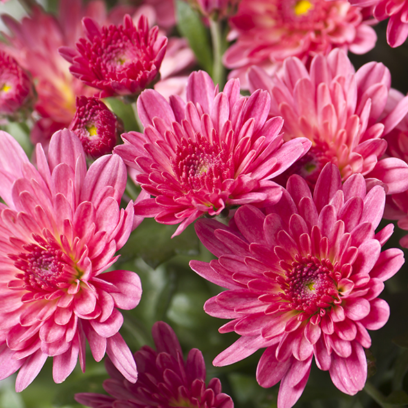 Flower meanings translated Flower arranging tips Good Housekeeping