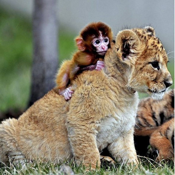 International_hug_day_-_cute_animals_hug