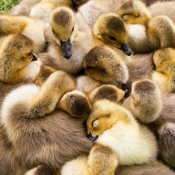 Cute animals celebrate International Hug Day | Adorable baby animals