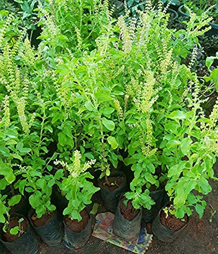 adattogeni adattogeni