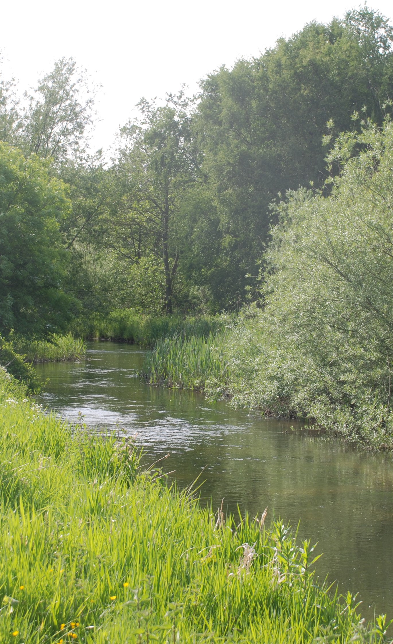 Watercourse with grassy bank and trees