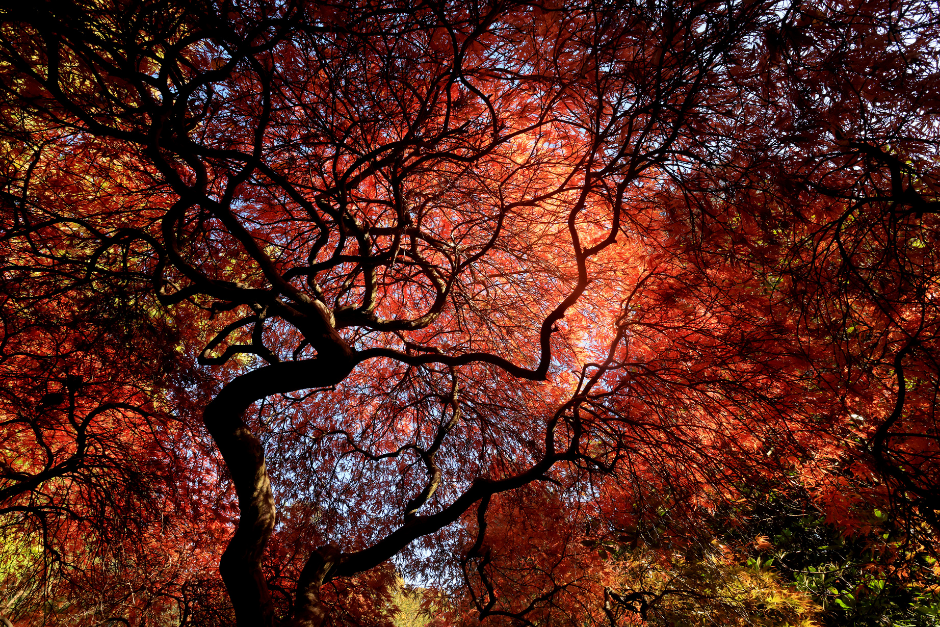 Photo of light coming through the leaves of a tree canopy in red, yellow and green colours with the tree branches in the foreground