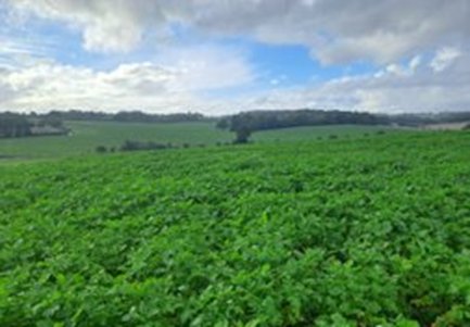 A field of cover crops funded by the scheme