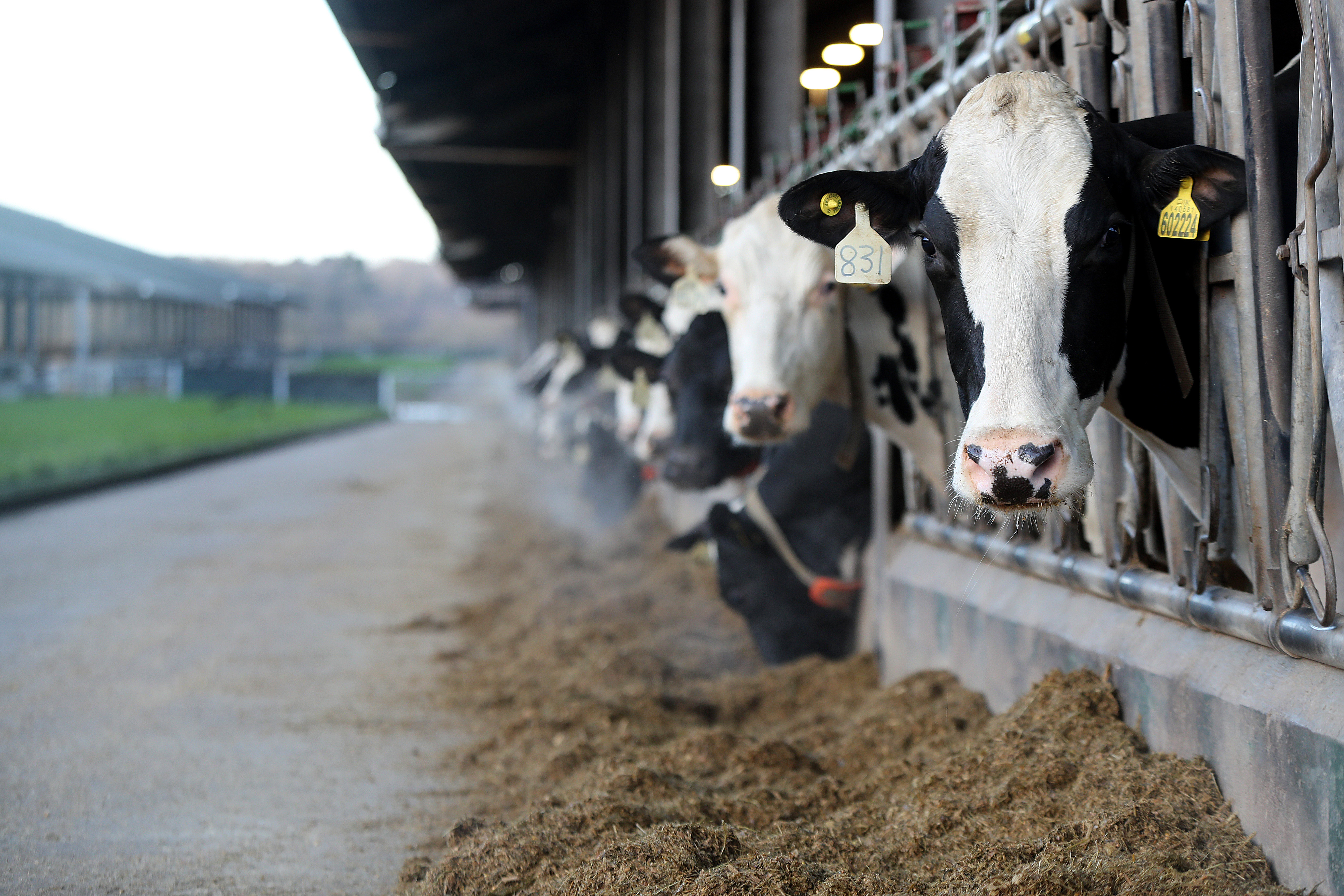 Cows feeding in a line
