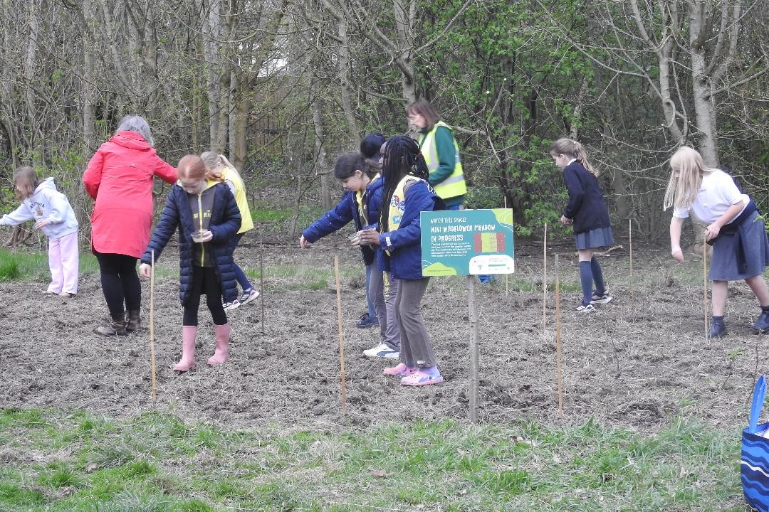 Brownies sowing wildflower meadow