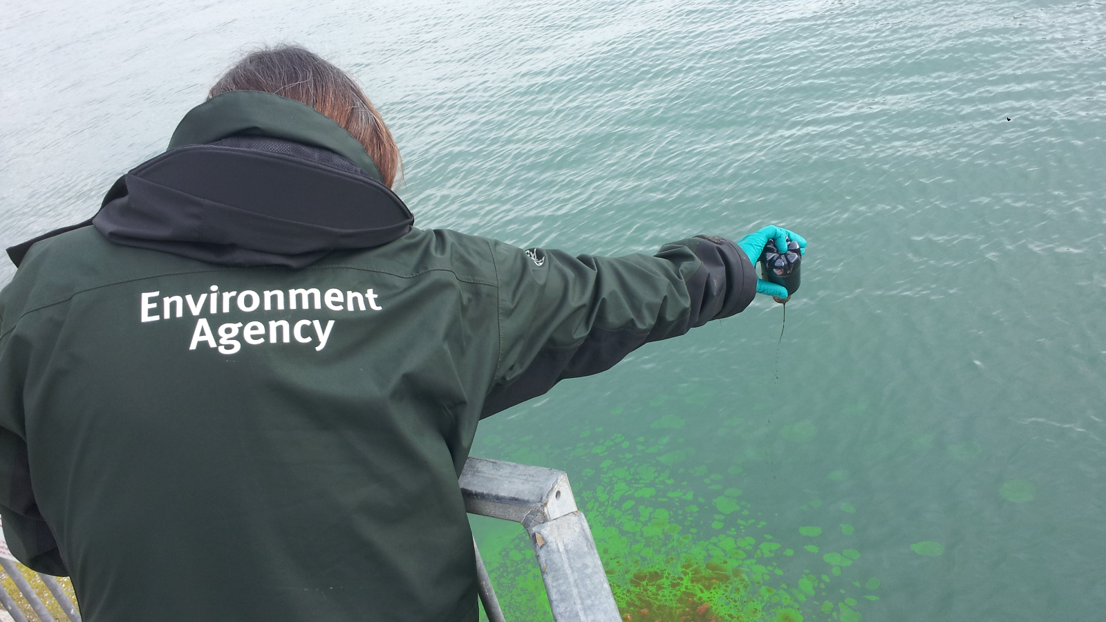 A person in a jacket marked "Environment Agency" testing water quality with a device while standing over green algae in the water.
