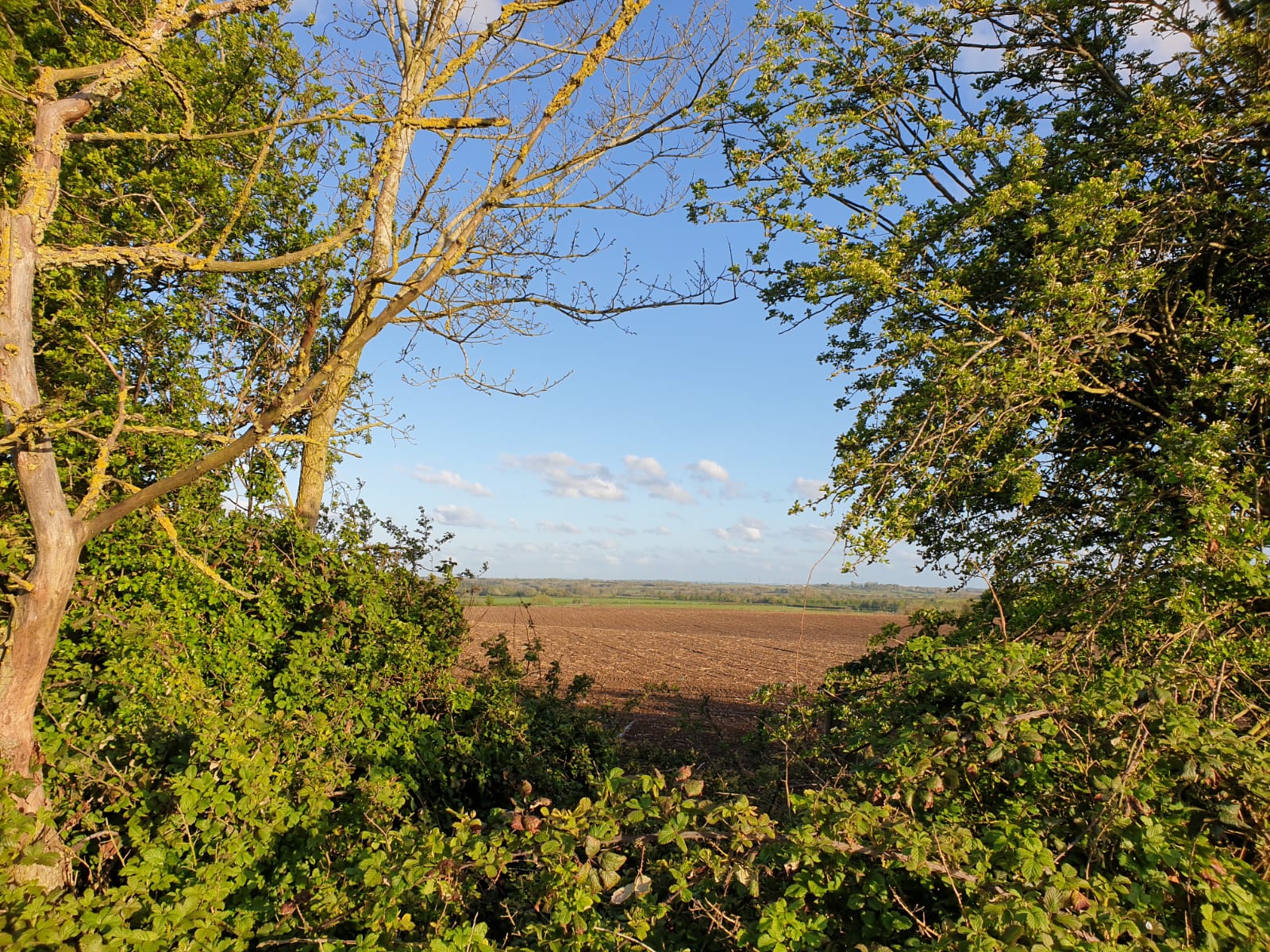 looking across a hedge into a farmers field