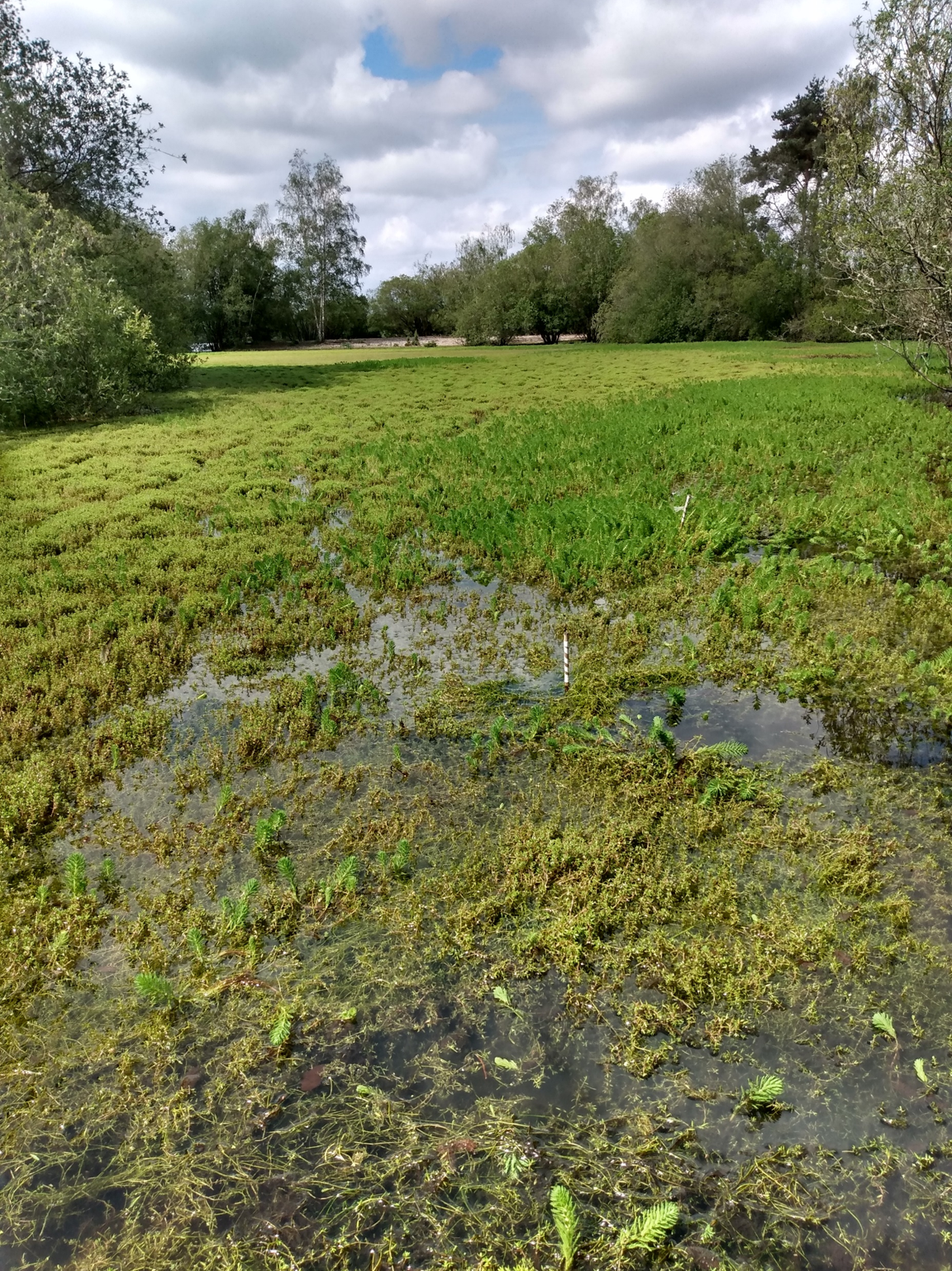Invasive Australian swamp stonecrop at Blashford Lakes 