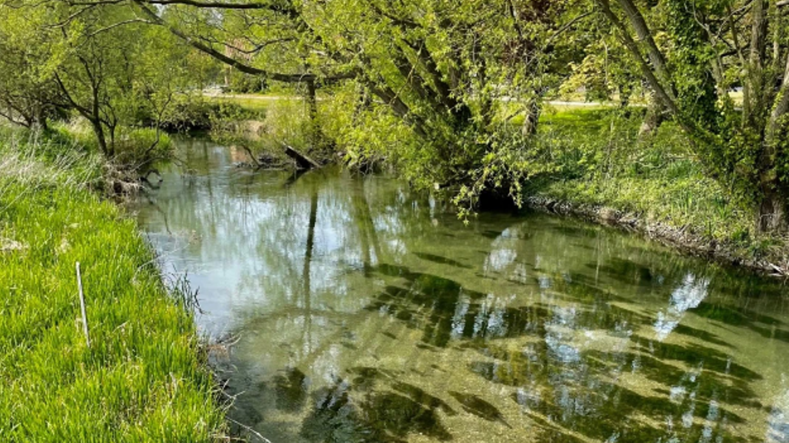 A tranquil, clear stream reflects lush green trees and grass, surrounded by foliage.