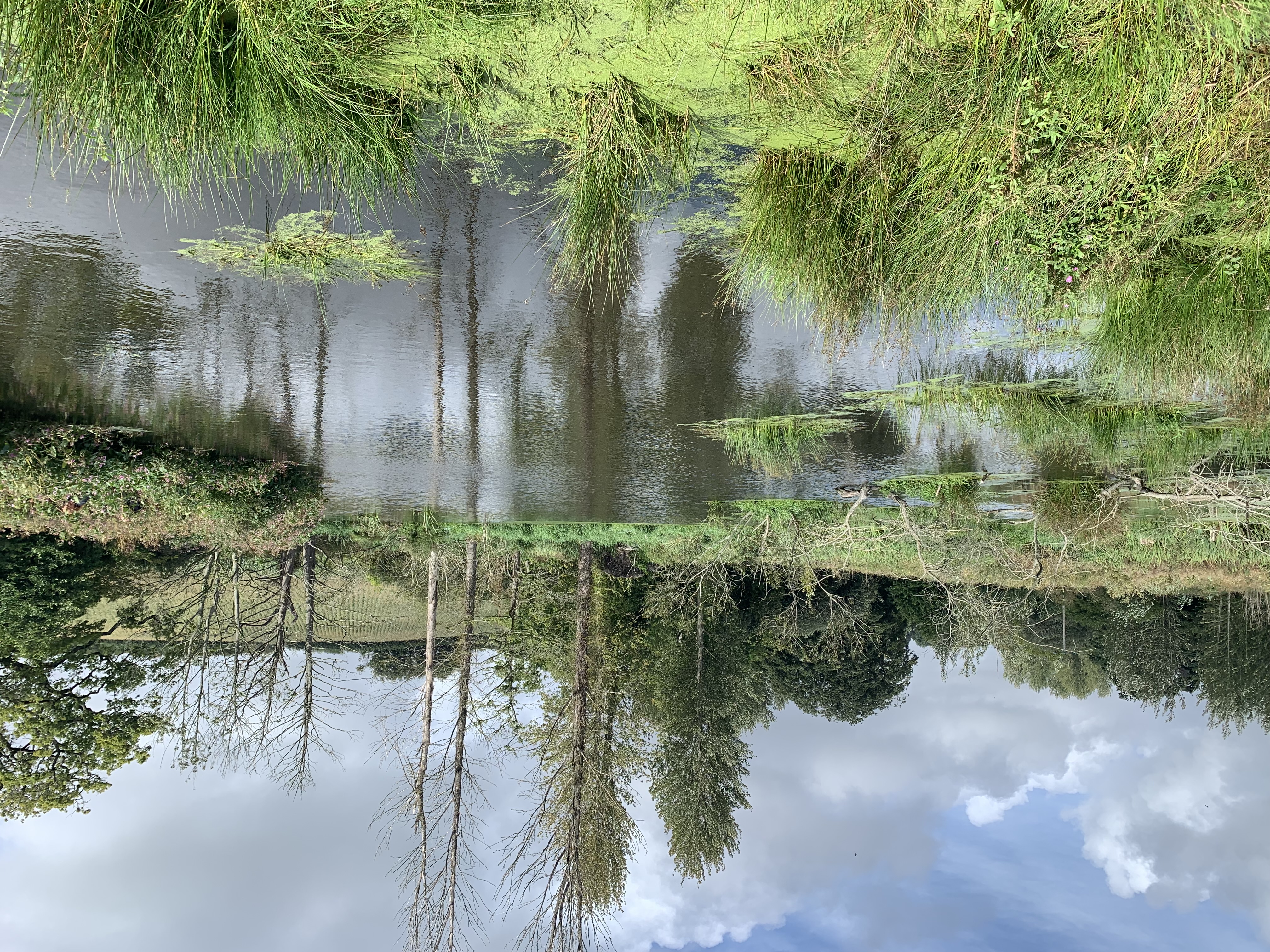 A photograph of a river benefiting from local beavers