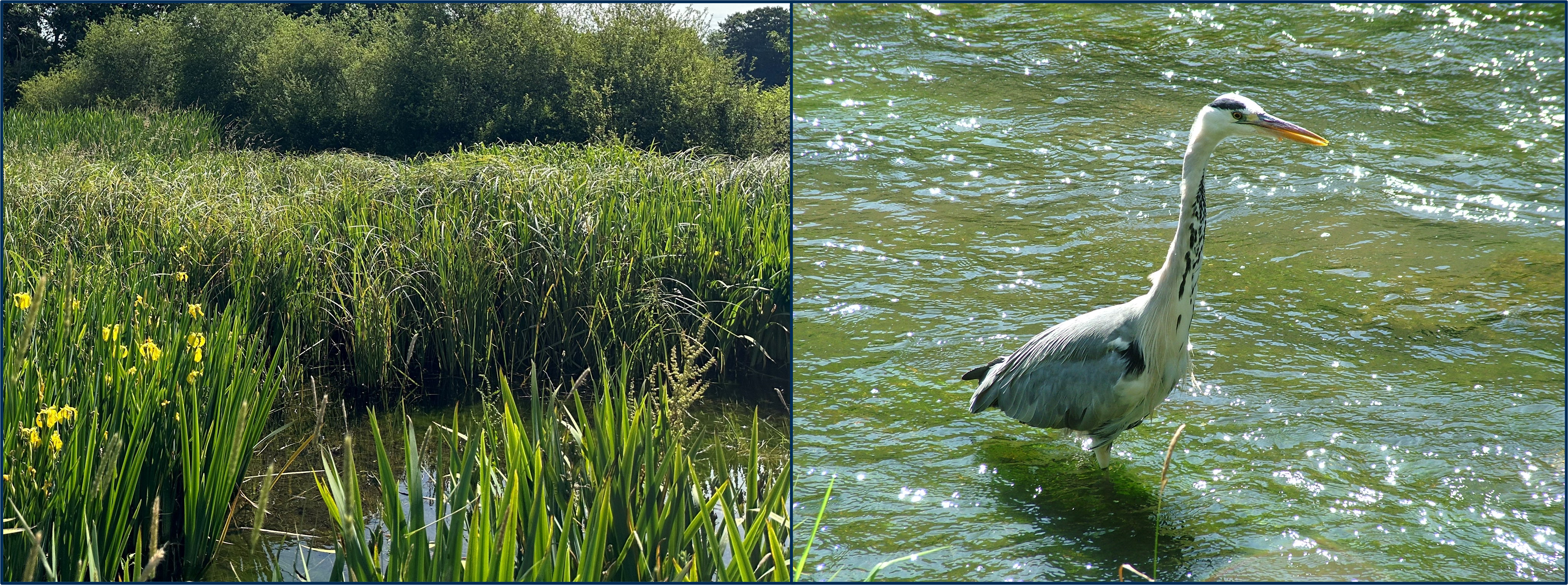 Photograph of pond and iris and photograph of heron.