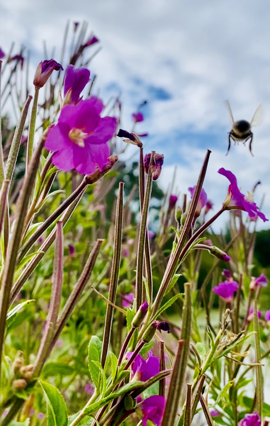 Photo shows a pink flowers with a bee flying into the image in the top right corner against a blue and cloudy sky background.