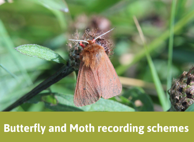 Picture of a moth. Butterfly and Moth recording schemes button