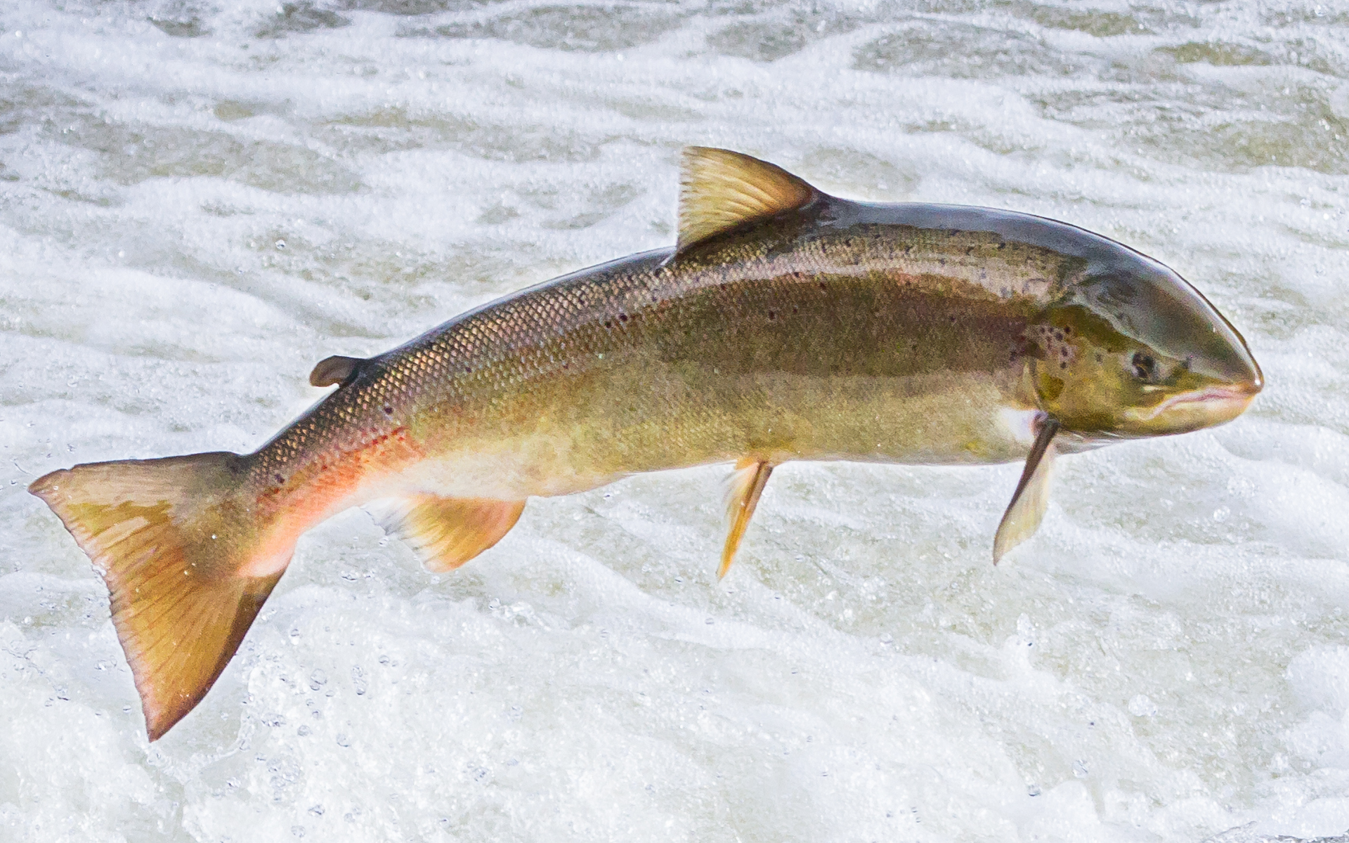 A leaping salmon caught mid-air above frothy water, showcasing its sleek body and vibrant colors in a dynamic action shot.