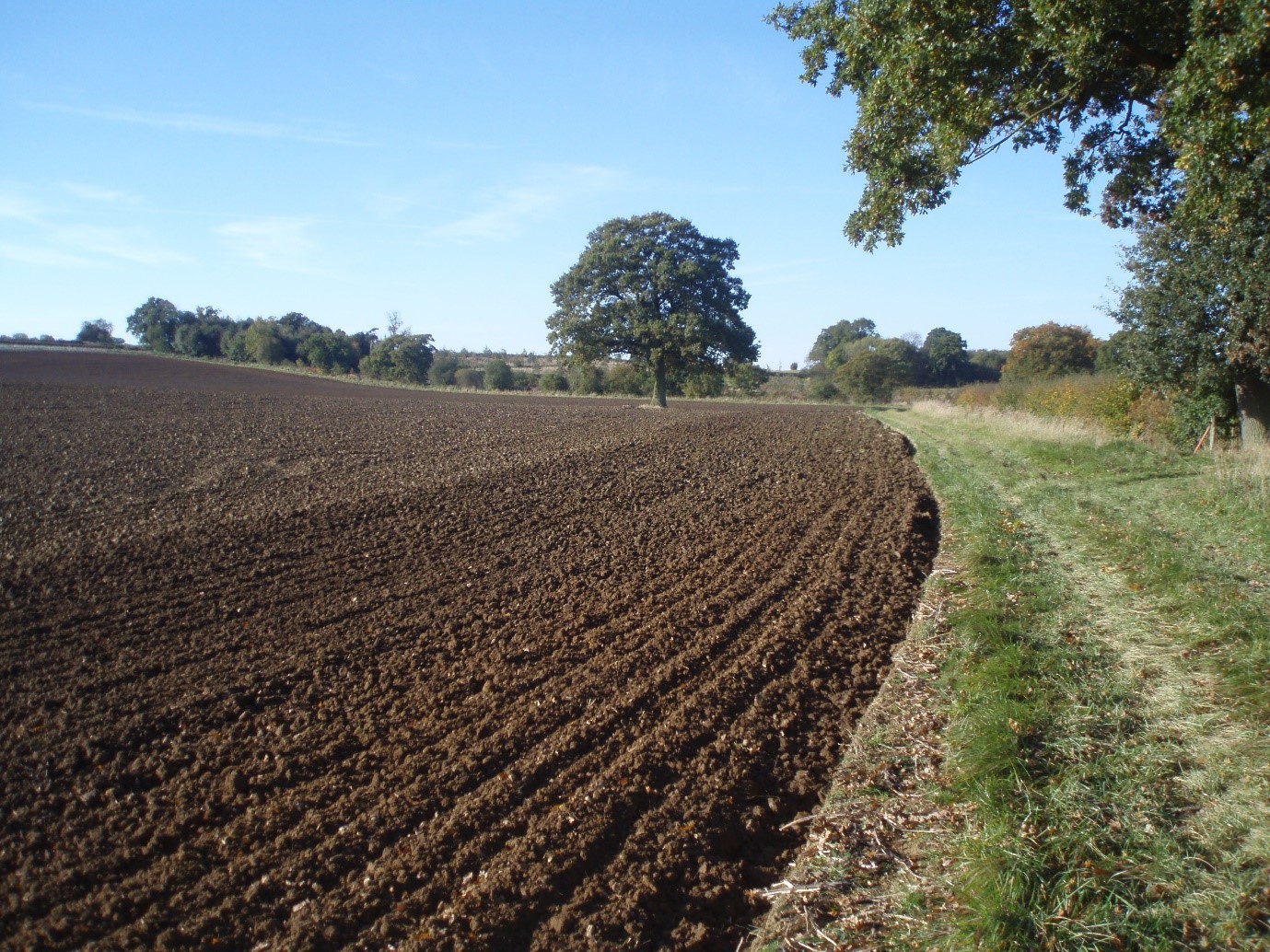A plowed field curves toward a lone tree under a clear blue sky, bordered by a grassy path and shrubs in the background.
