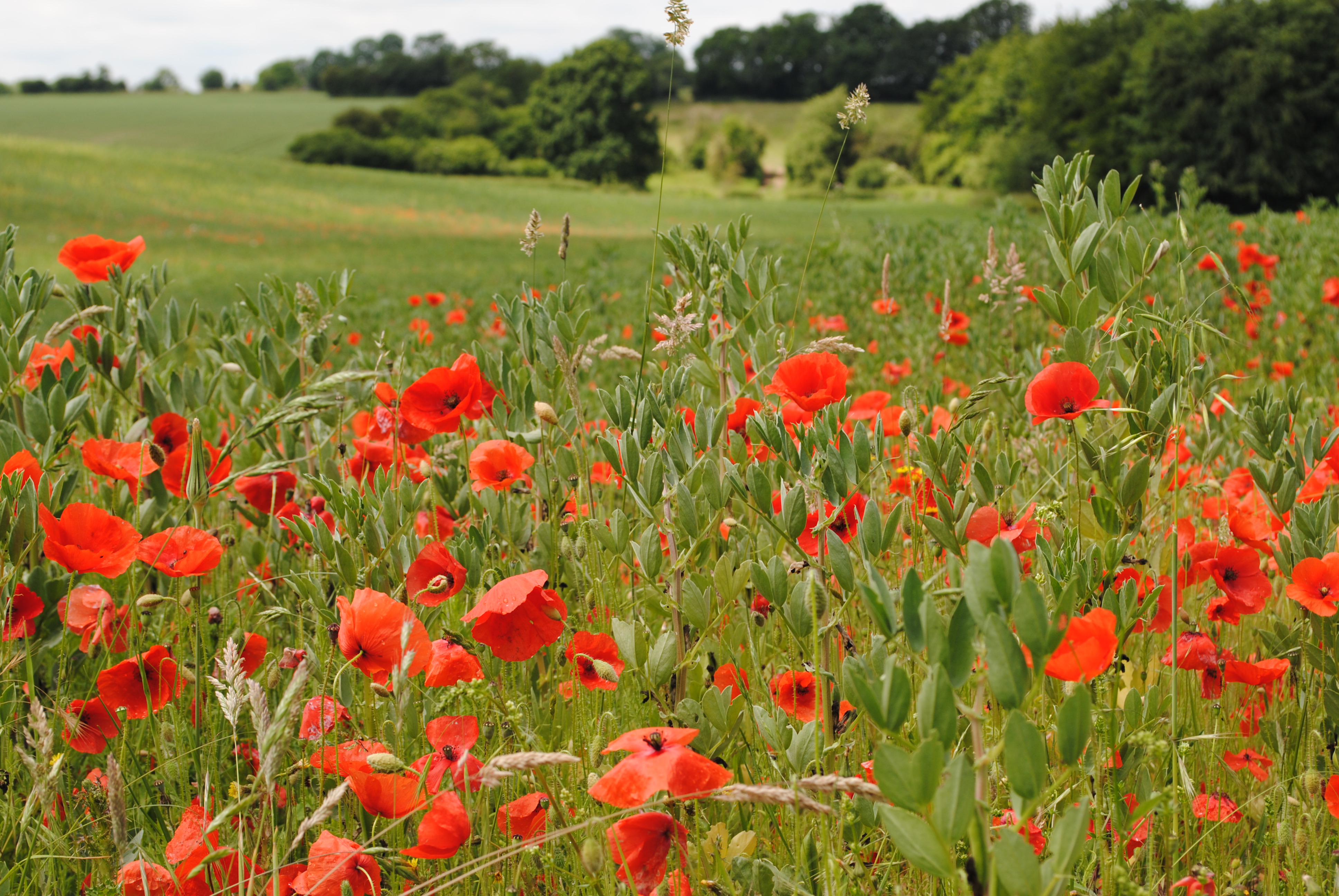 Field of poppies