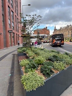 Photograph of larger bus area and planting scheme on Victoria Street