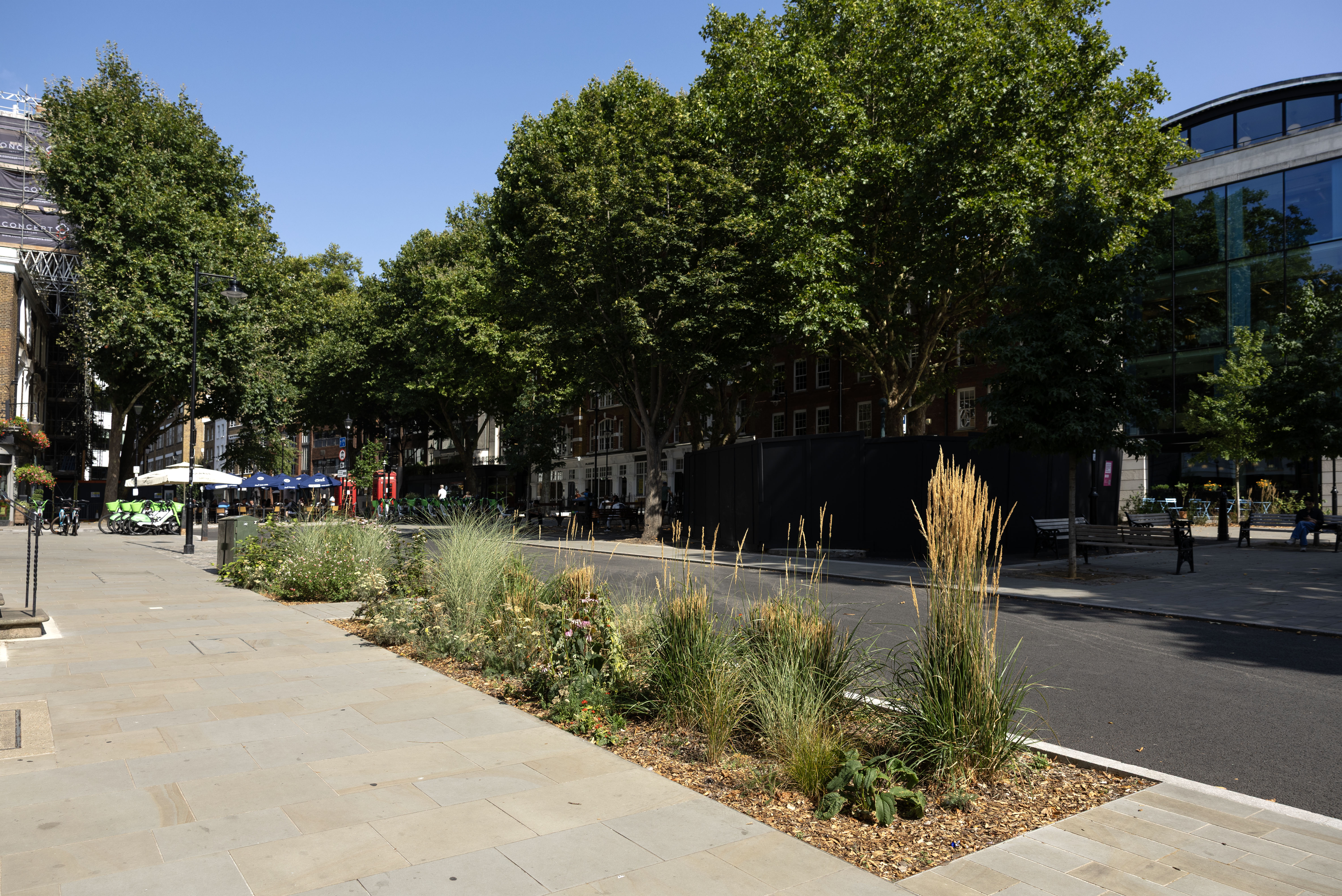 Planting on a pavement with trees and awnings in the background