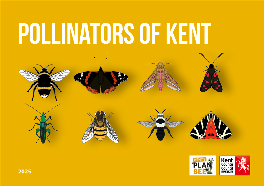 Pollinators of Kent button