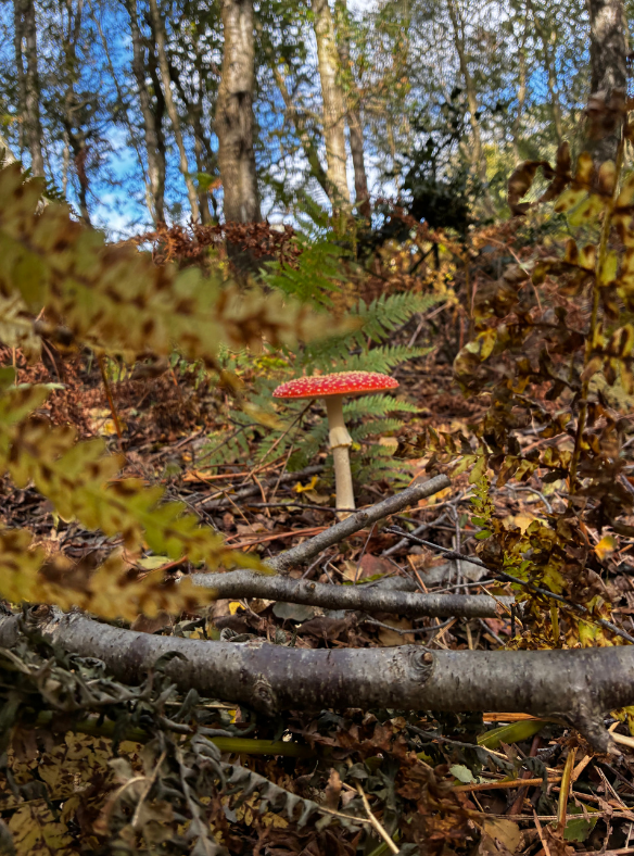 Photo of a red toadstool in the centre set against the woodland floor with a large branch in the foreground