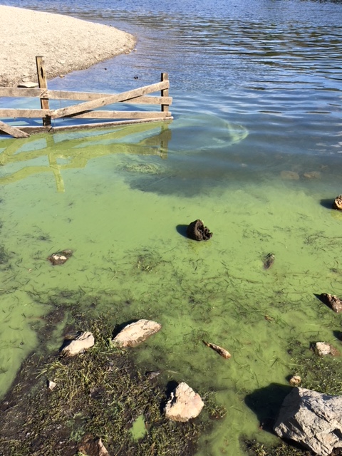 blue-green algae on the surface of water in a lake