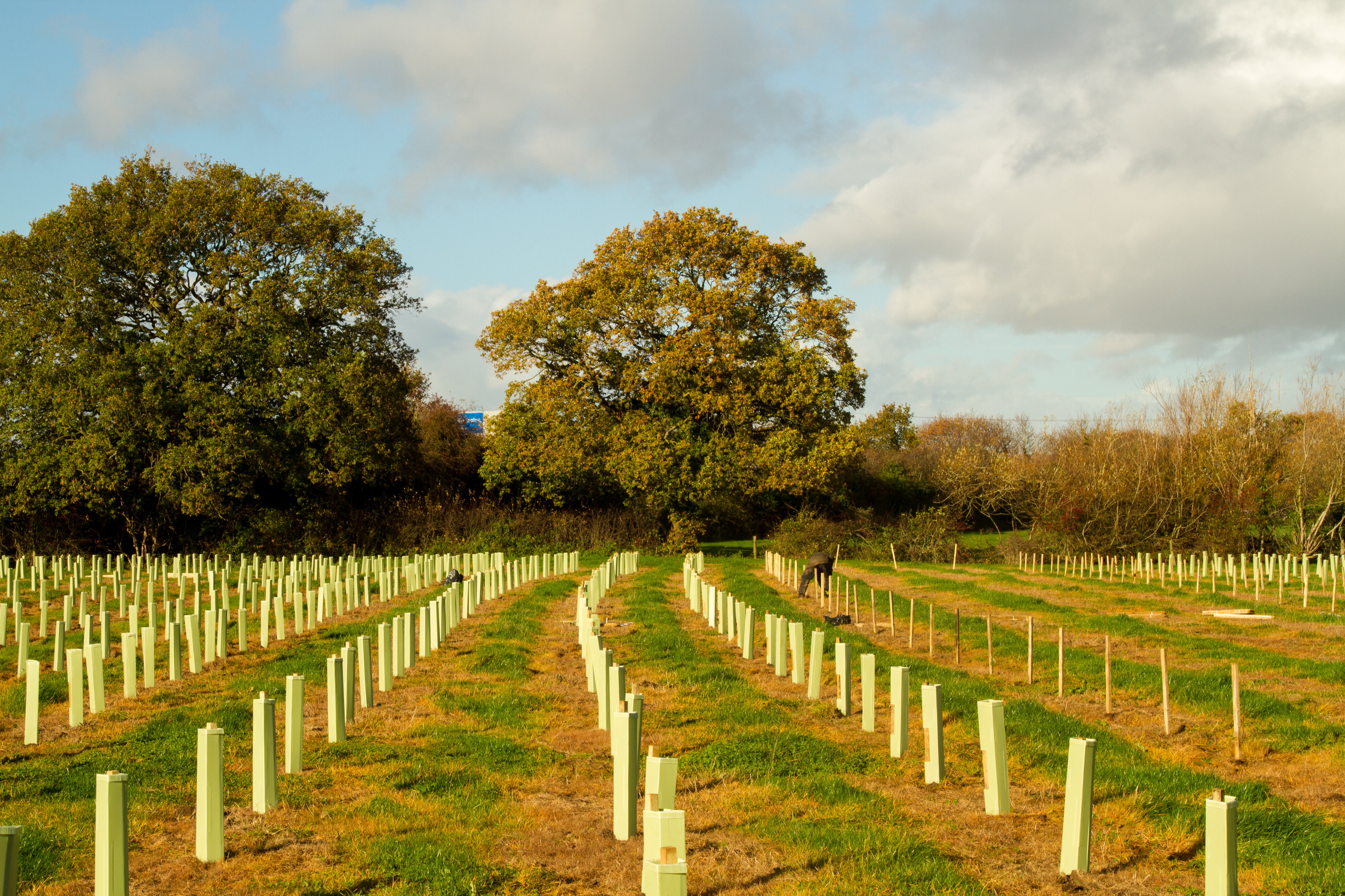 lines of newly planted trees with mature trees in background