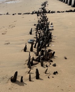 Remains of fascines, used as early coastal defences, exposed on the beach at low tide.