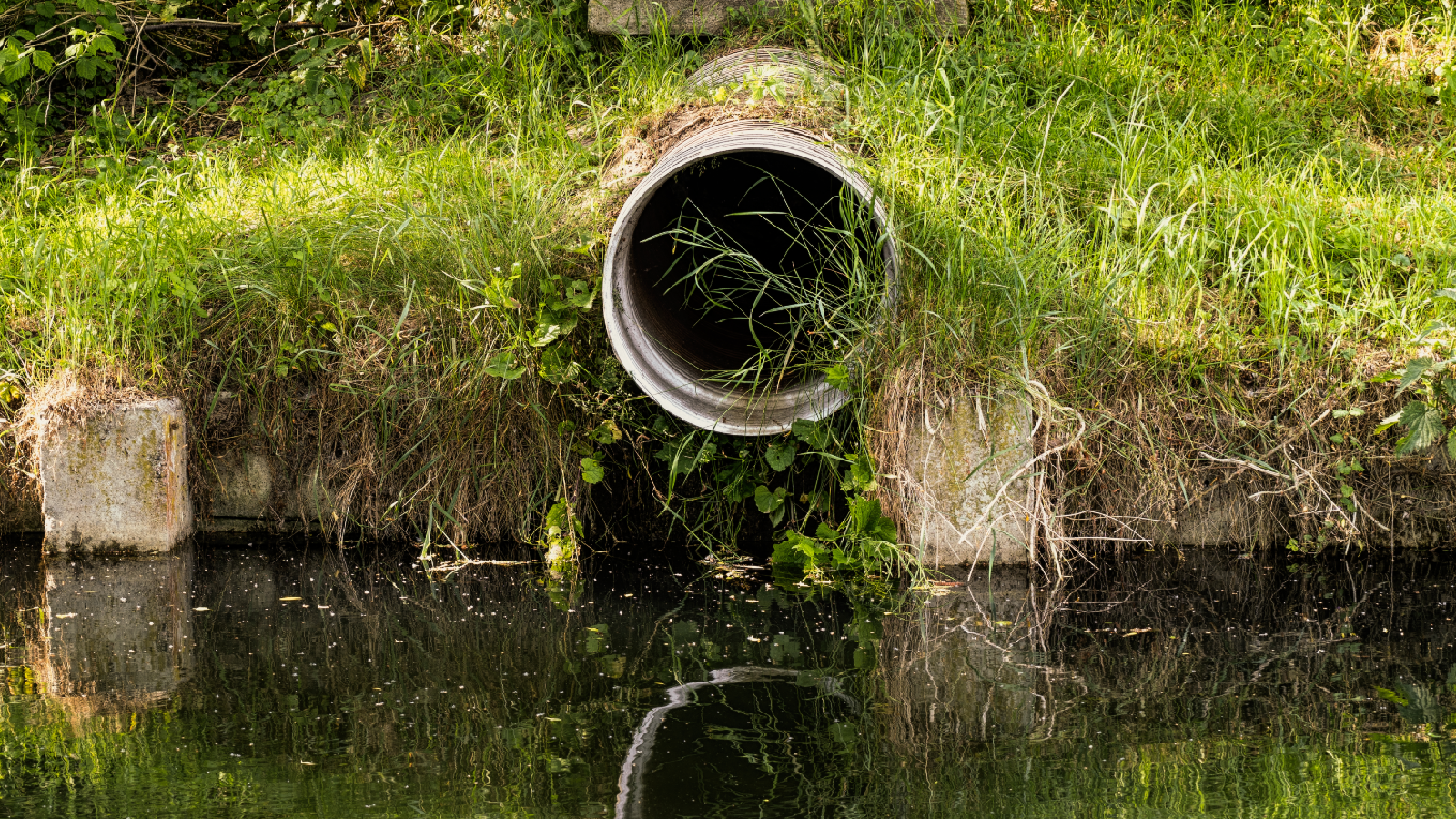 A concrete drainage pipe, overgrown with grass, releases water into a reflective pond surrounded by lush greenery.