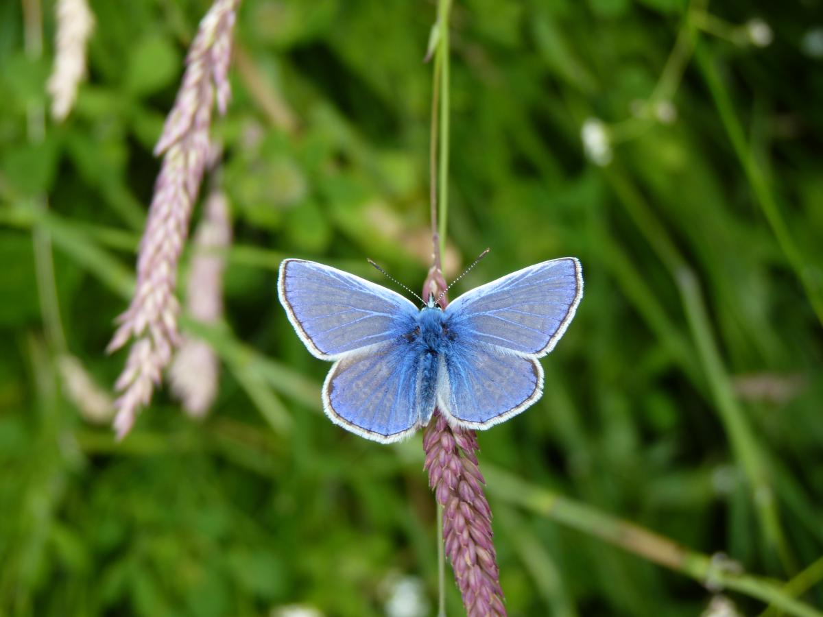 Images shows a blue butterfly balancing on barley with a grass background