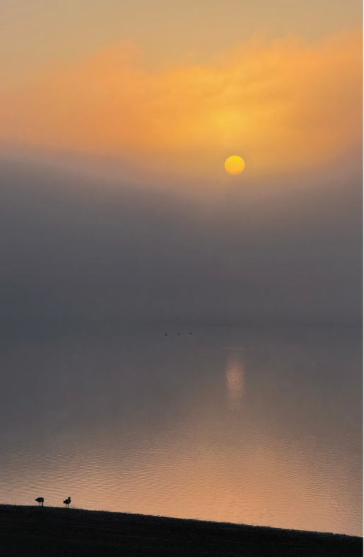 Photo shows a misty morning on the water with an orange and grey tone outlook with two birds silhouetted in the foreground