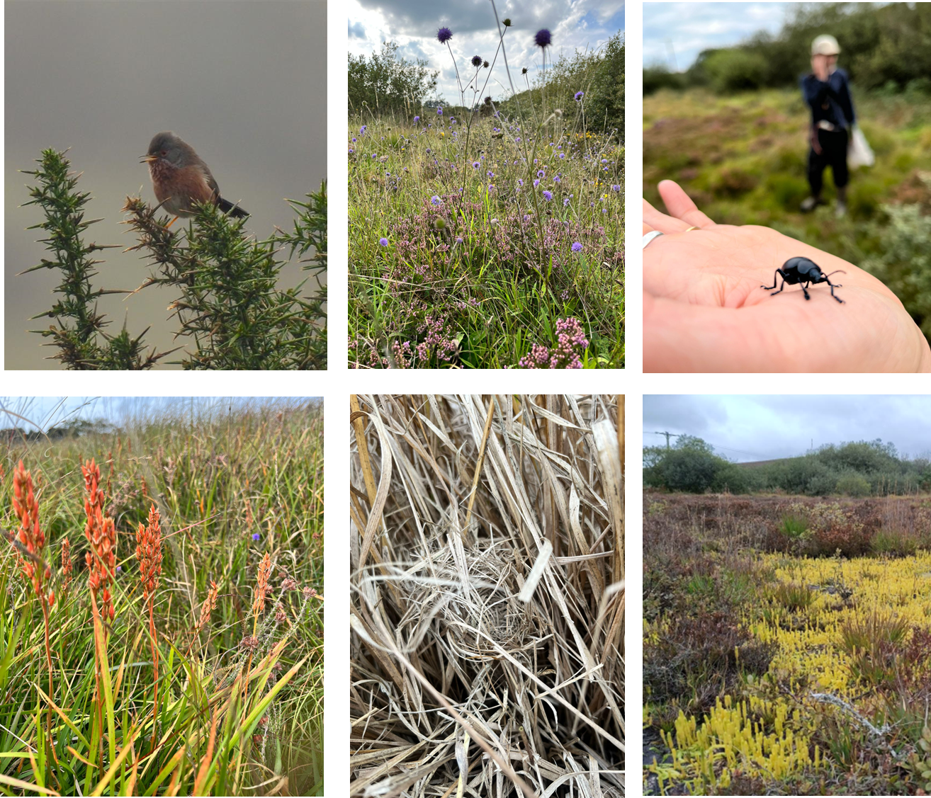 Pictured: Left to right first row, Dartford Warbler, devil’s bit scabious, bloody nose beetle, bog asphodel. Left to right second row, harvest mouse nest, marsh clubmoss.
