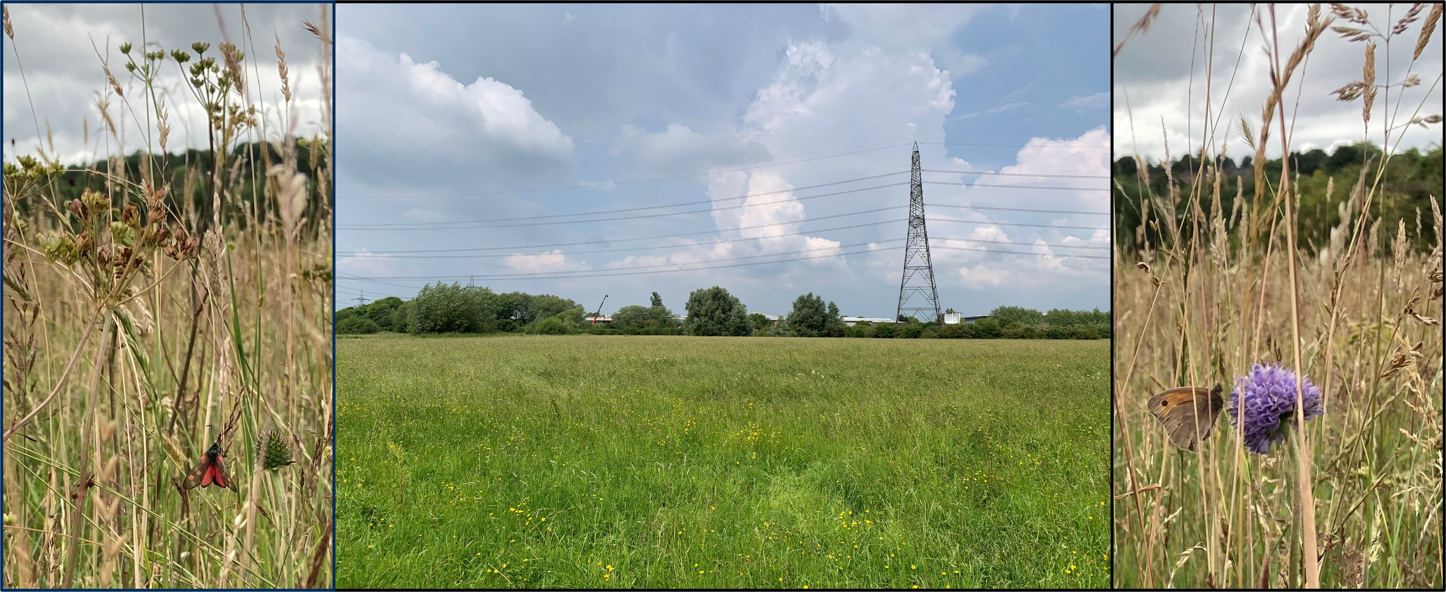 Photographs of Hinksey meadow, including closeups of flowers and insects
