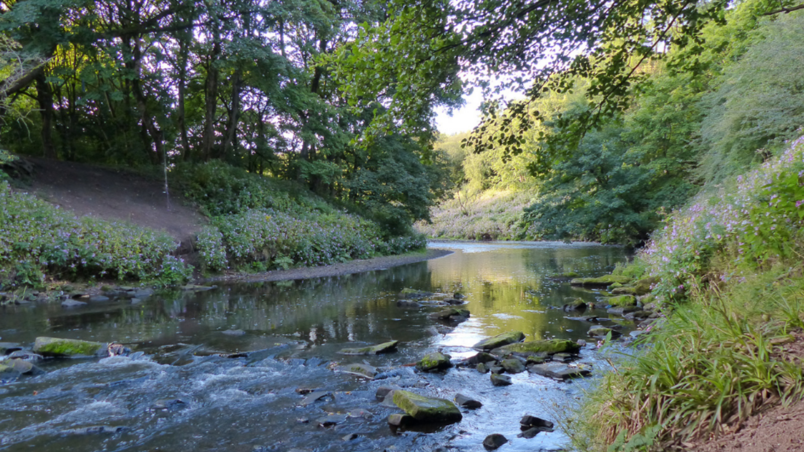 A serene river bends through lush greenery, surrounded by trees and blooming plants, reflecting soft evening light.