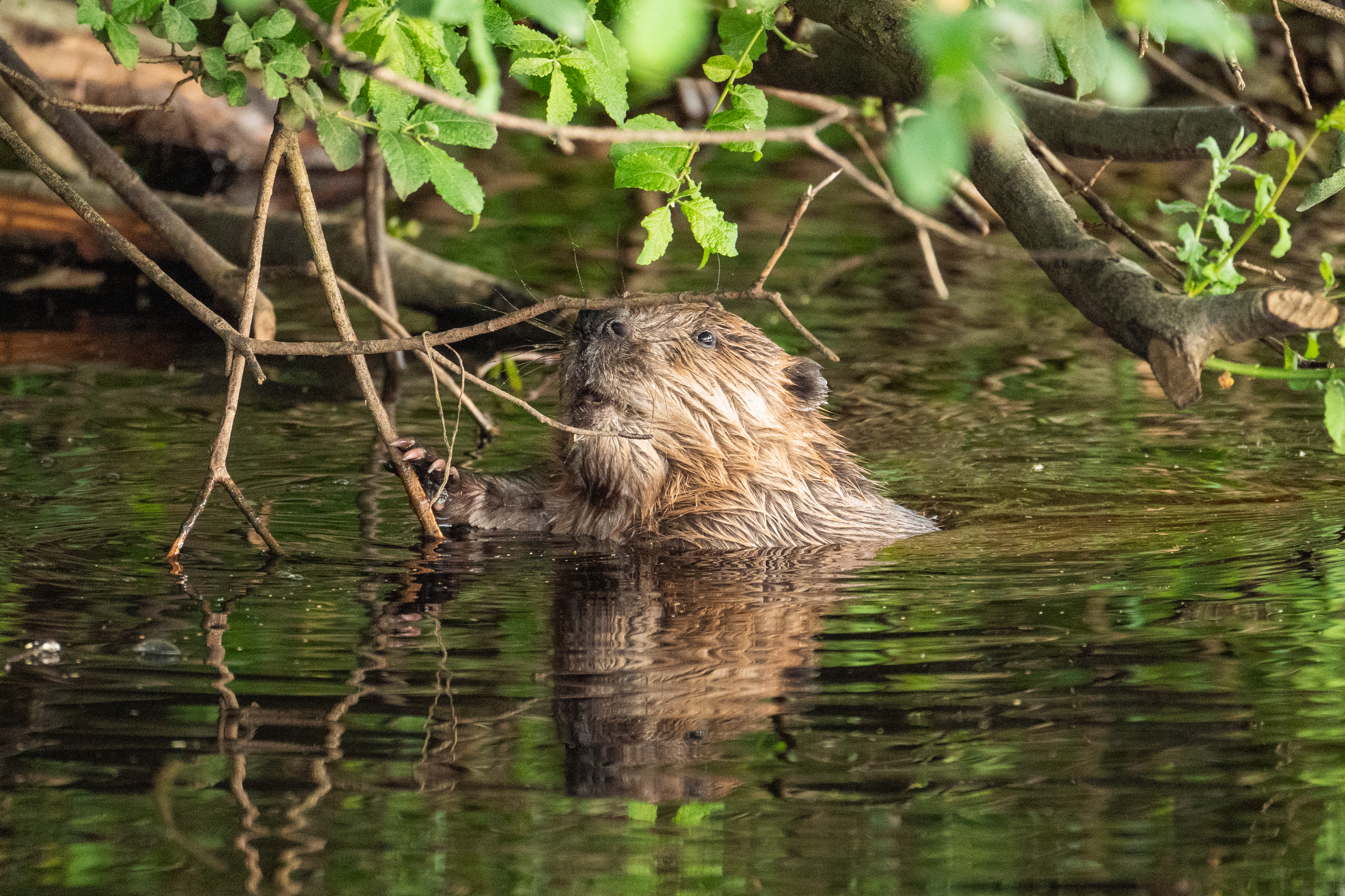 Credit Krzysztof Dabrowsk