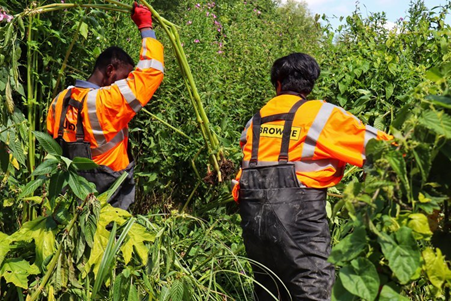 Affinity Water and Browne Volunteers pulling out himalayan balsam on the River Rib