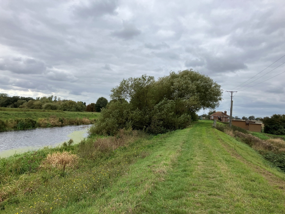 A raised river embankment with tress and bushes on the riverward side. There a house in the background.