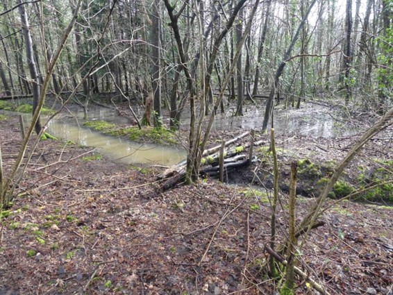 Woodland area with standing water and a small leaky dam structure.