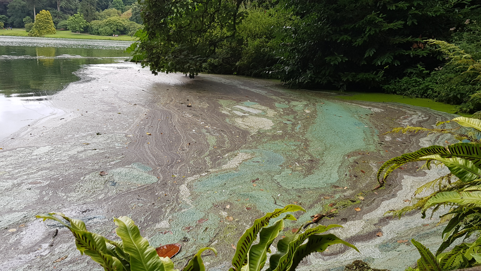 A tranquil lake shore covered in green algae, surrounded by lush greenery and ferns, creating a serene but contaminated landscape.