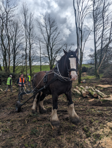 Park horse logging- removal of non-native conifers.