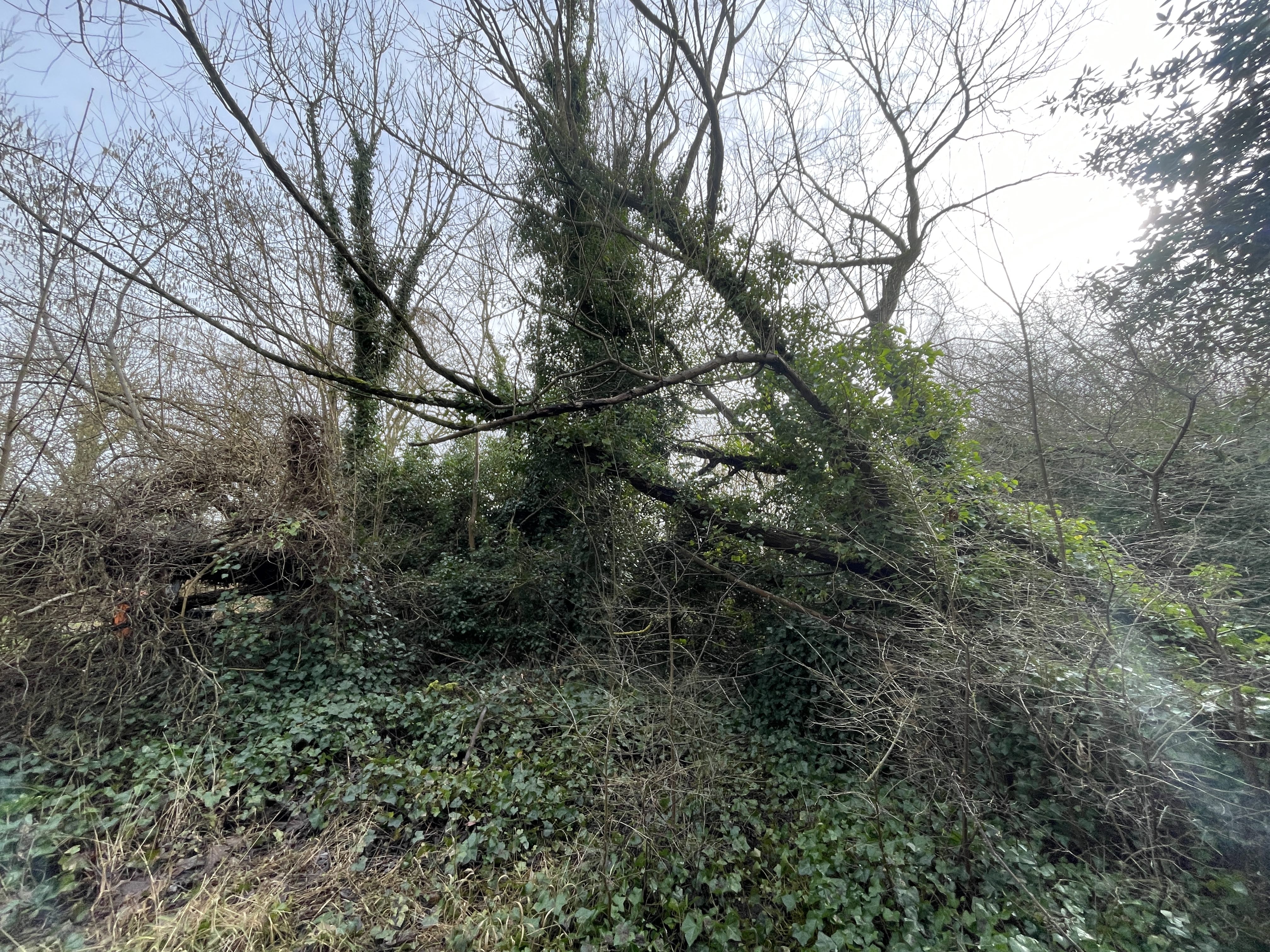 Photo of fallen tree