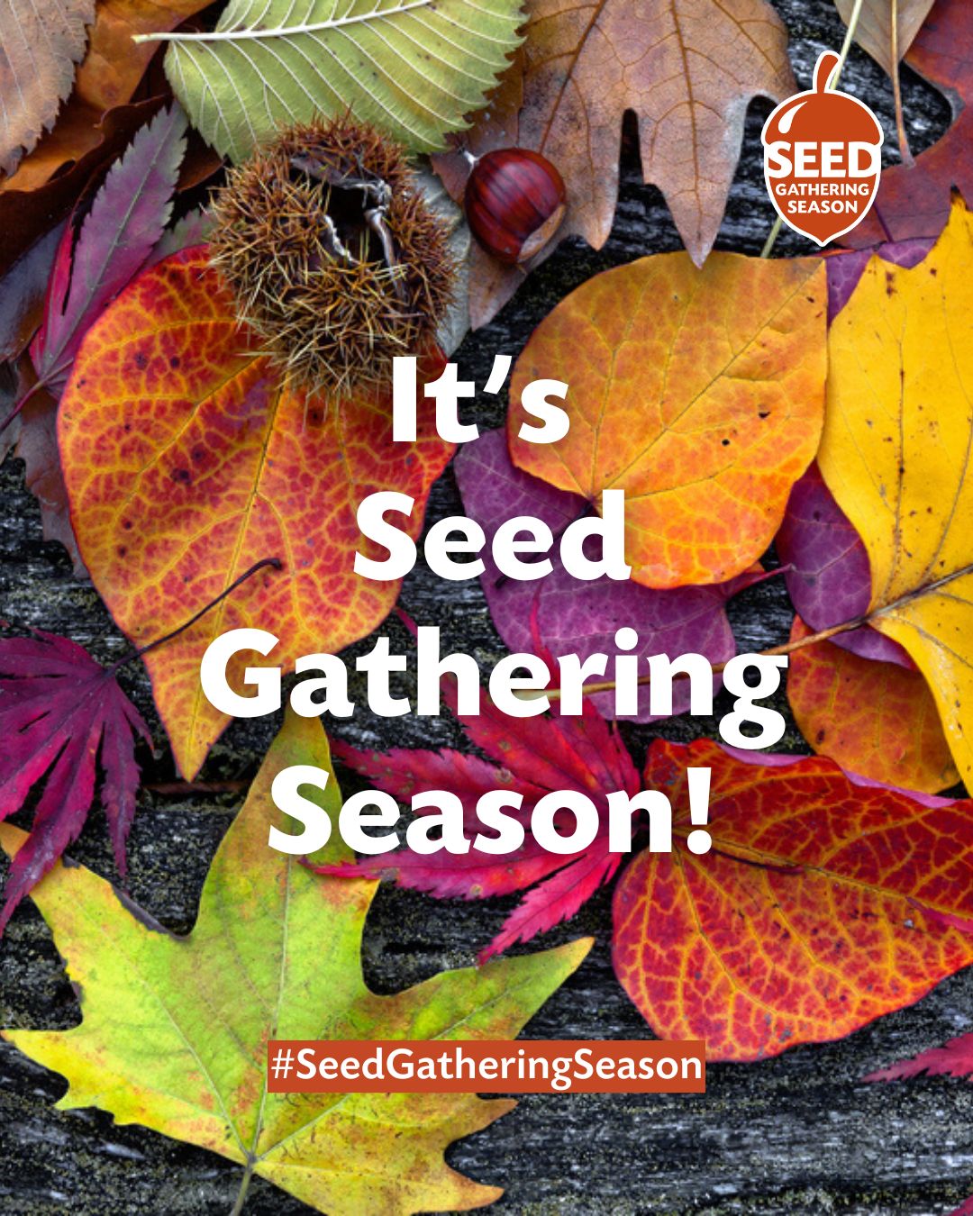 Image shows a range of colourful leaves on the ground with the caption It's seed gathering season
