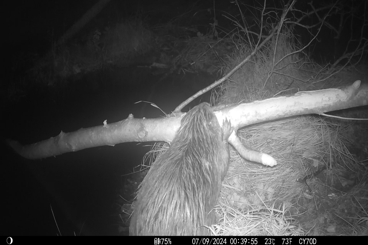 Watch beavers feeding on a felled tree