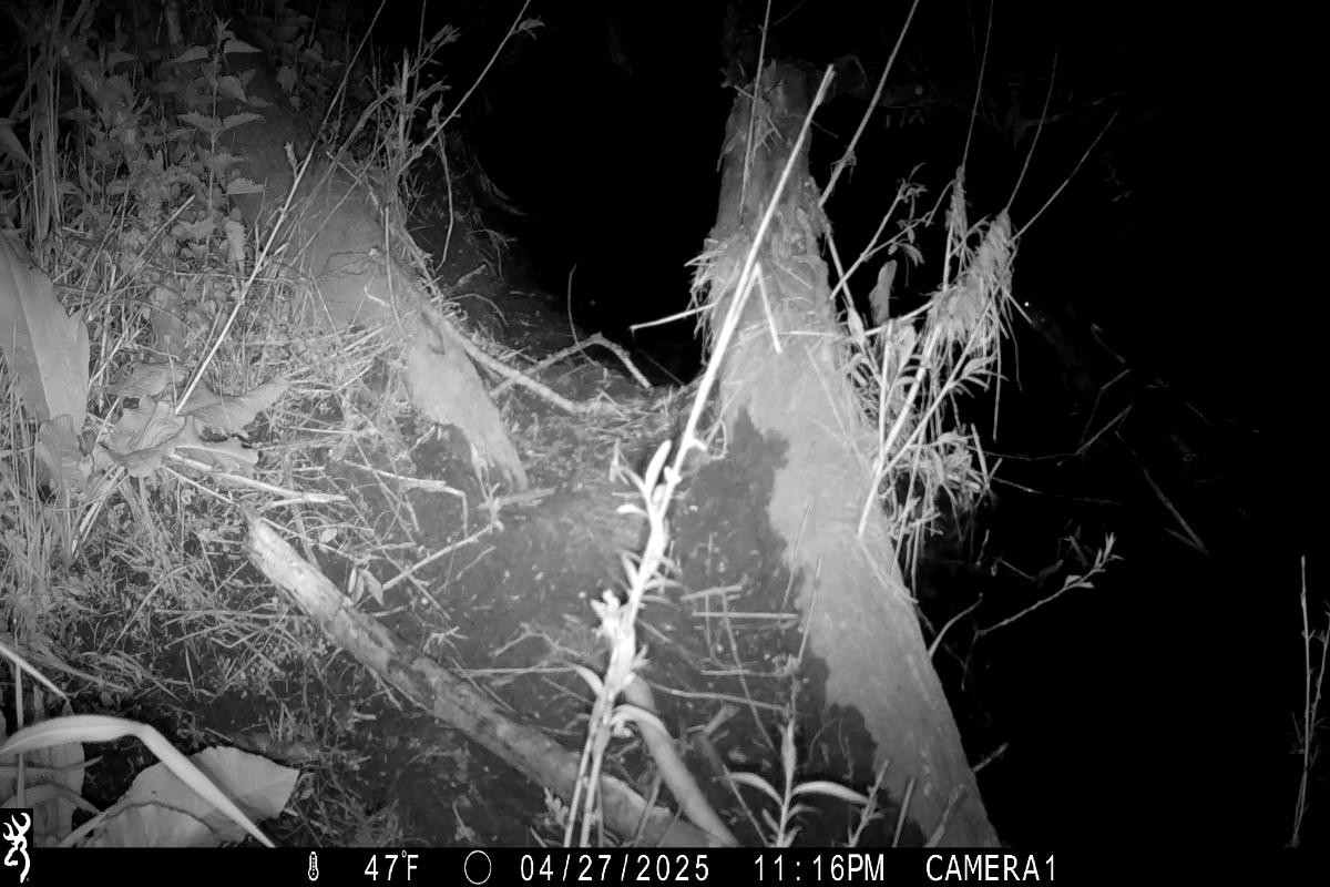 Female beaver with nipples visible 