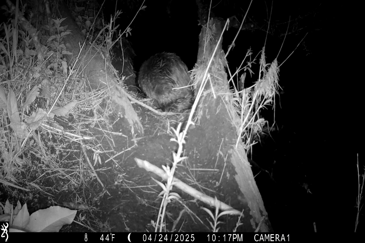 Beaver Scent Marking 