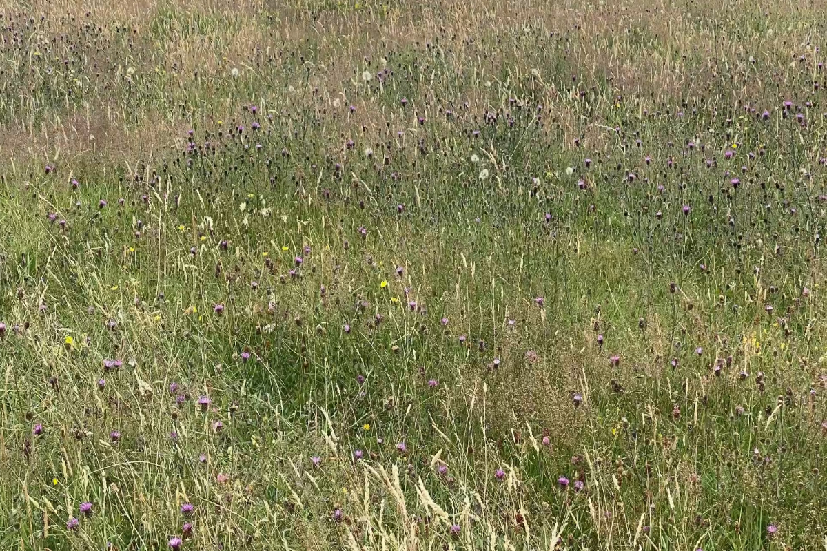 "It's just long grass"  video