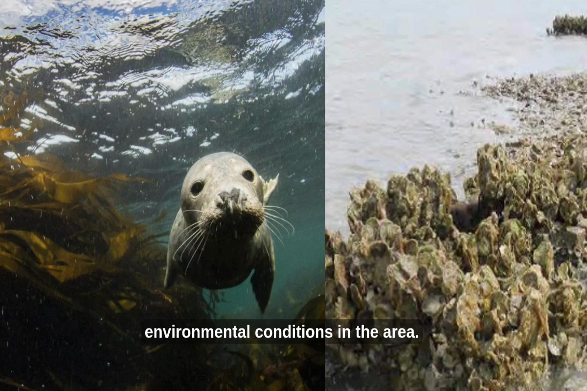 Long-term strategy community briefing (with captions)