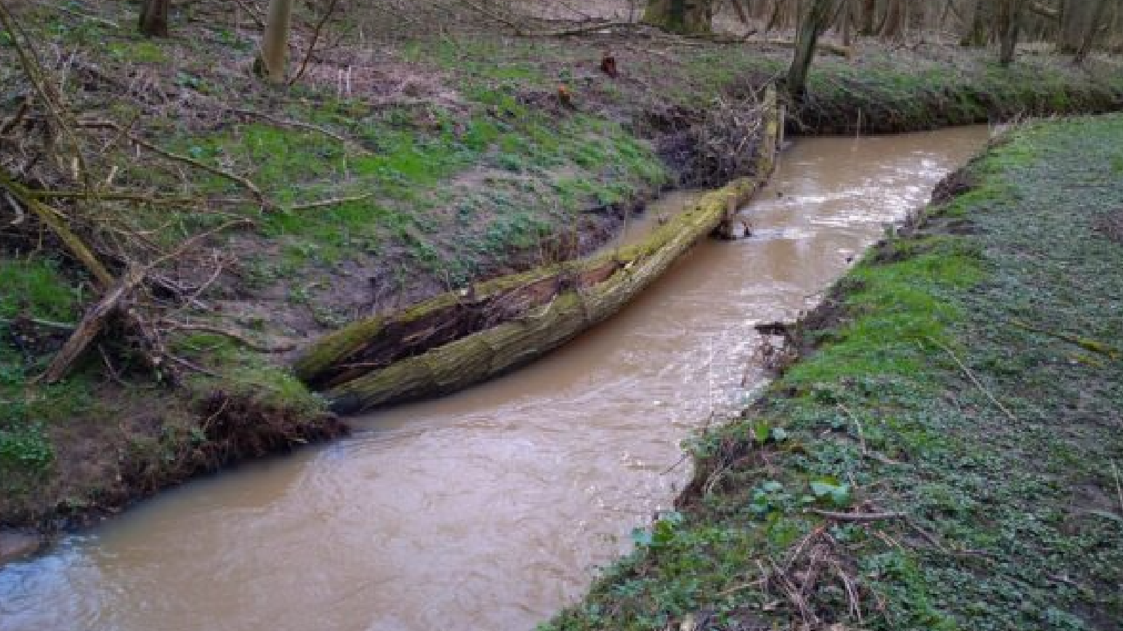 A muddy stream flows through a wooded area, bordered by green grass and fallen logs.