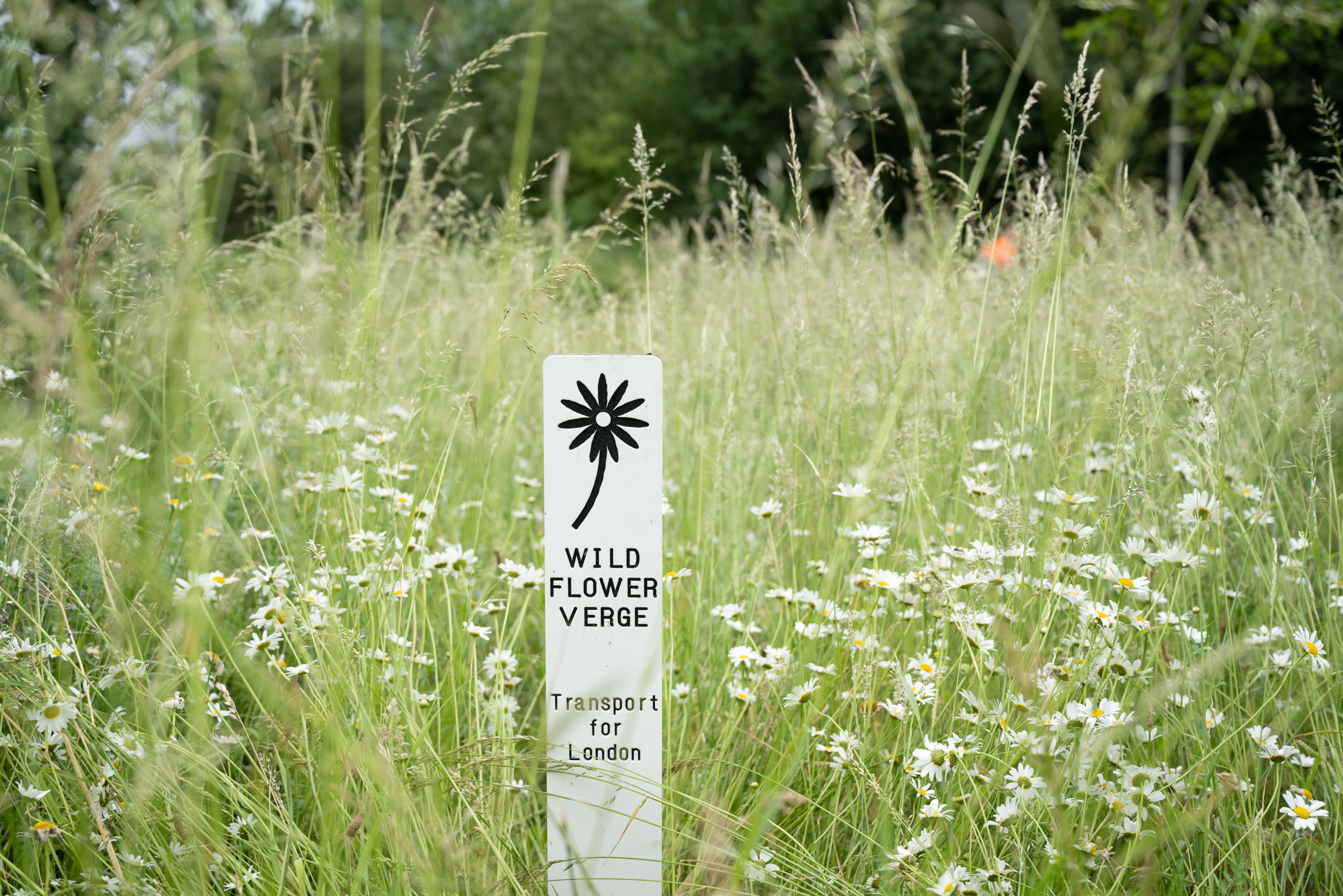 Wildflower verge” sign surrounded by tall grass and daisies in a green natural area