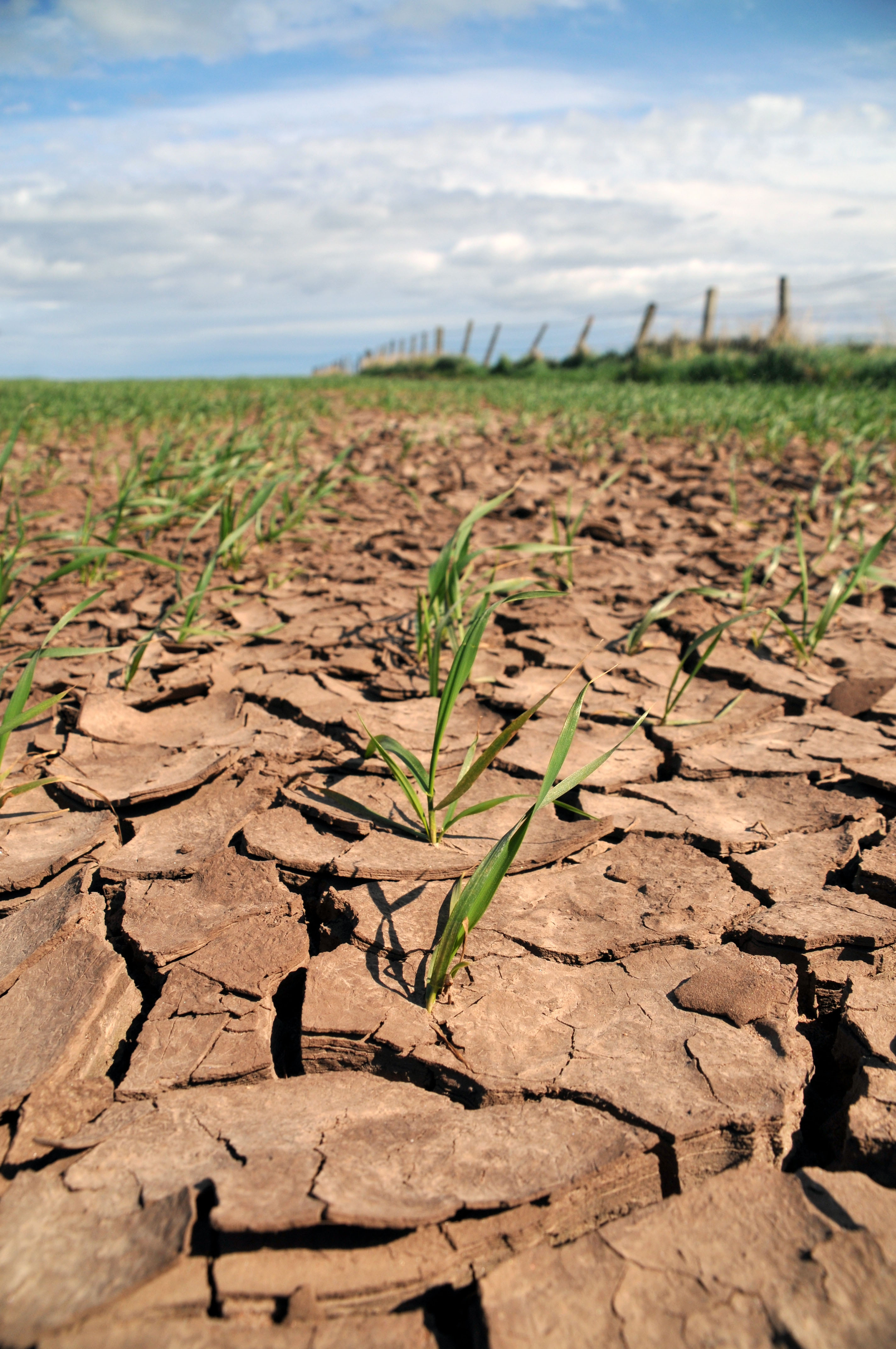 Small green plants growing in dry, cracked soil